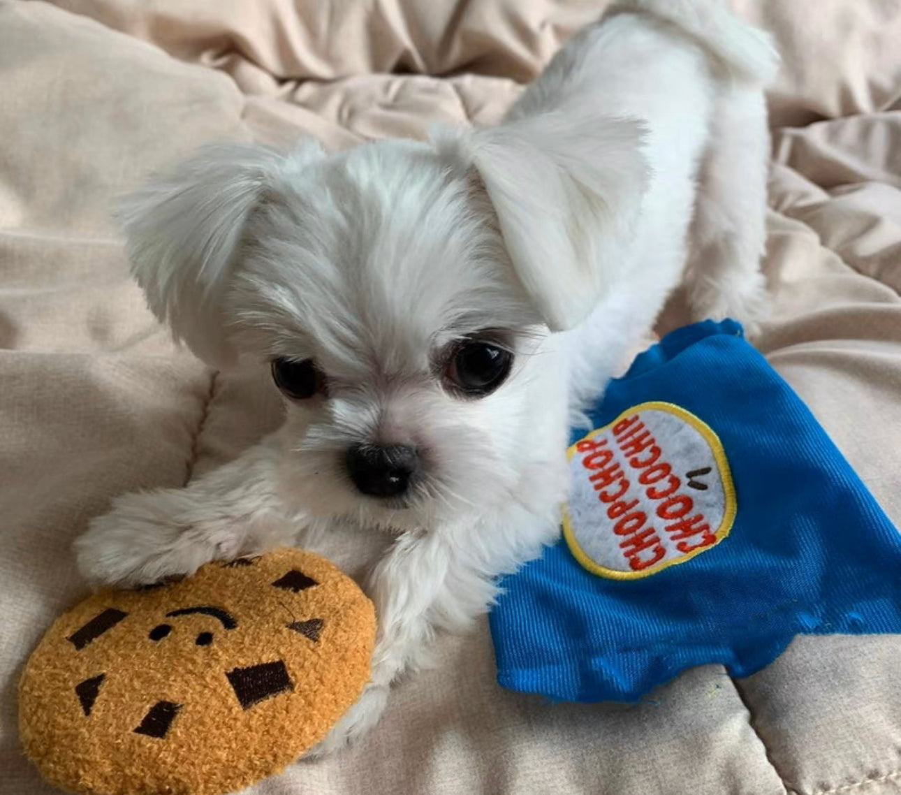 Cookie Toy